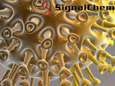 Signalchem代理，Signalchem上海代理，Signalchem北京代理，Signalchem 总代理，Signalchem一级代理，Signalchem试剂盒，Signalchem kit，Signalchem国内代理无锡四五零科技有限公司(四五零实验试剂)Signalchem专业_代理，具体产品信息欢迎电询：0510-85291432